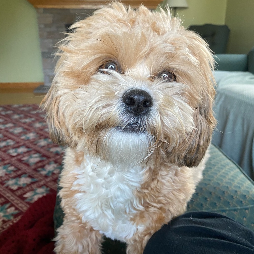 Meet your Posher, Sam